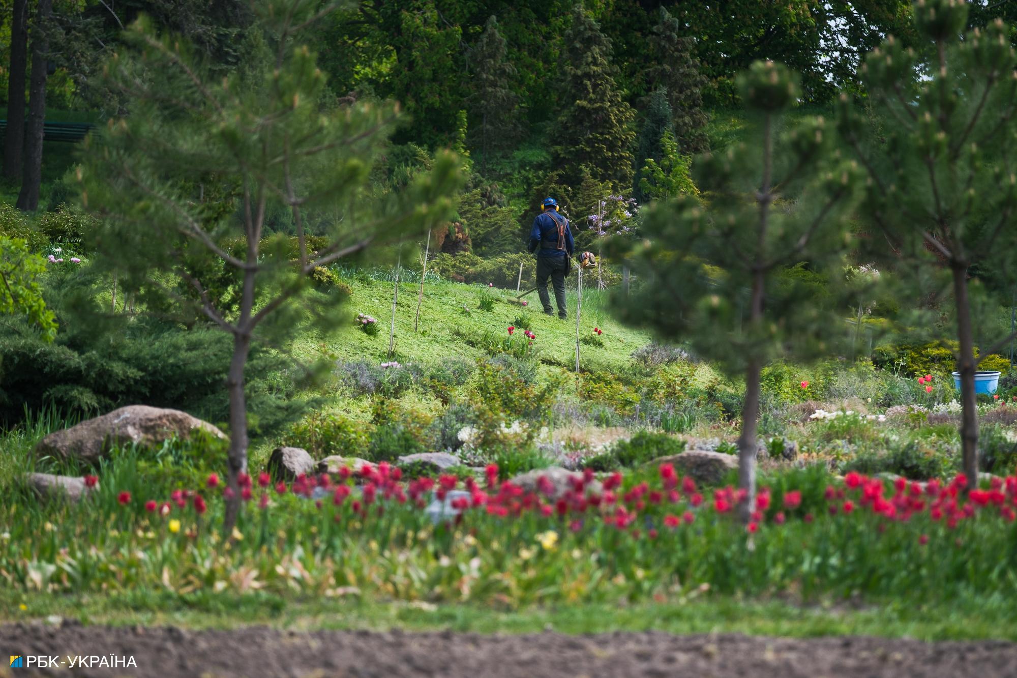 Бузок старіє, а кедр стане новим символом Києва, - Микола Шумик, Ботсад ім. Гришка
